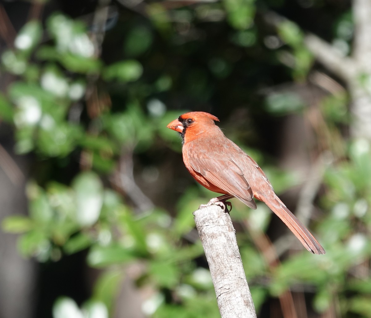 ショウジョウコウカンチョウ - ML647904713
