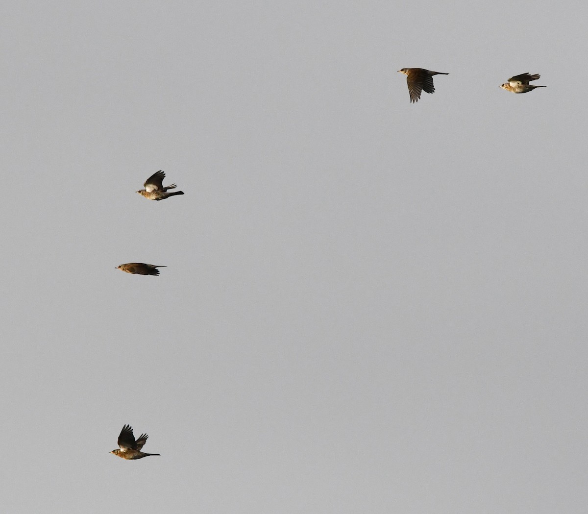 ノハラツグミ - ML647904714