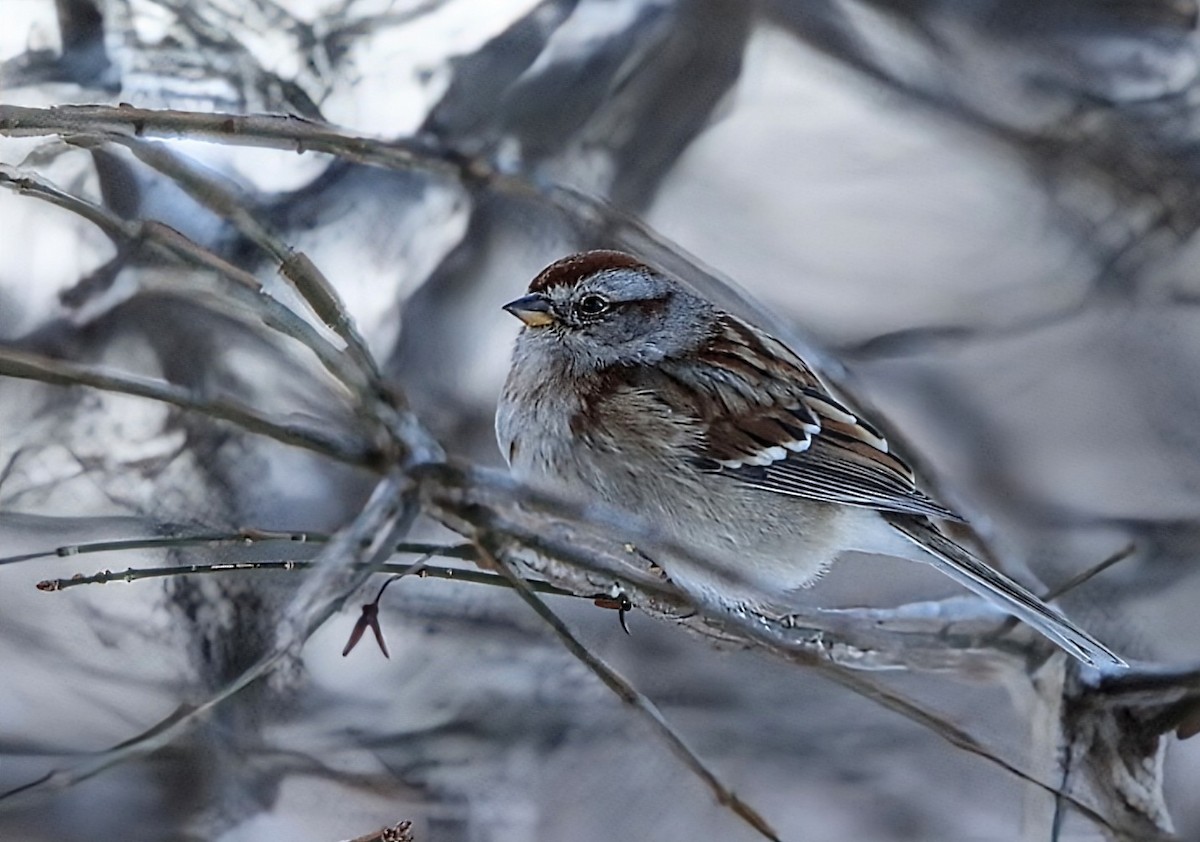 ムナフヒメドリ - ML647904715