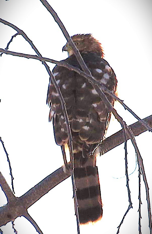 クーパーハイタカ - ML647904717