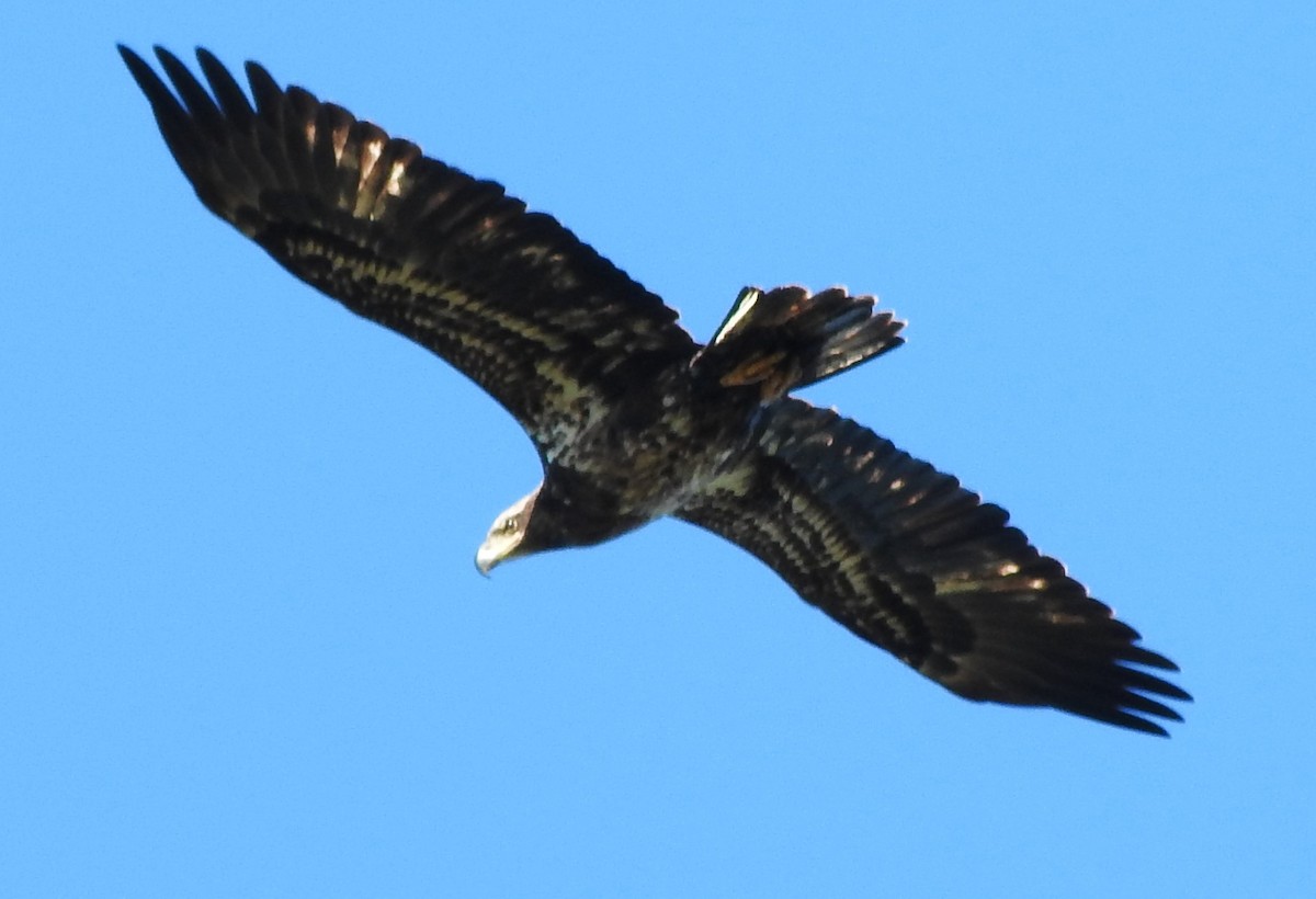 ハクトウワシ - ML647904718