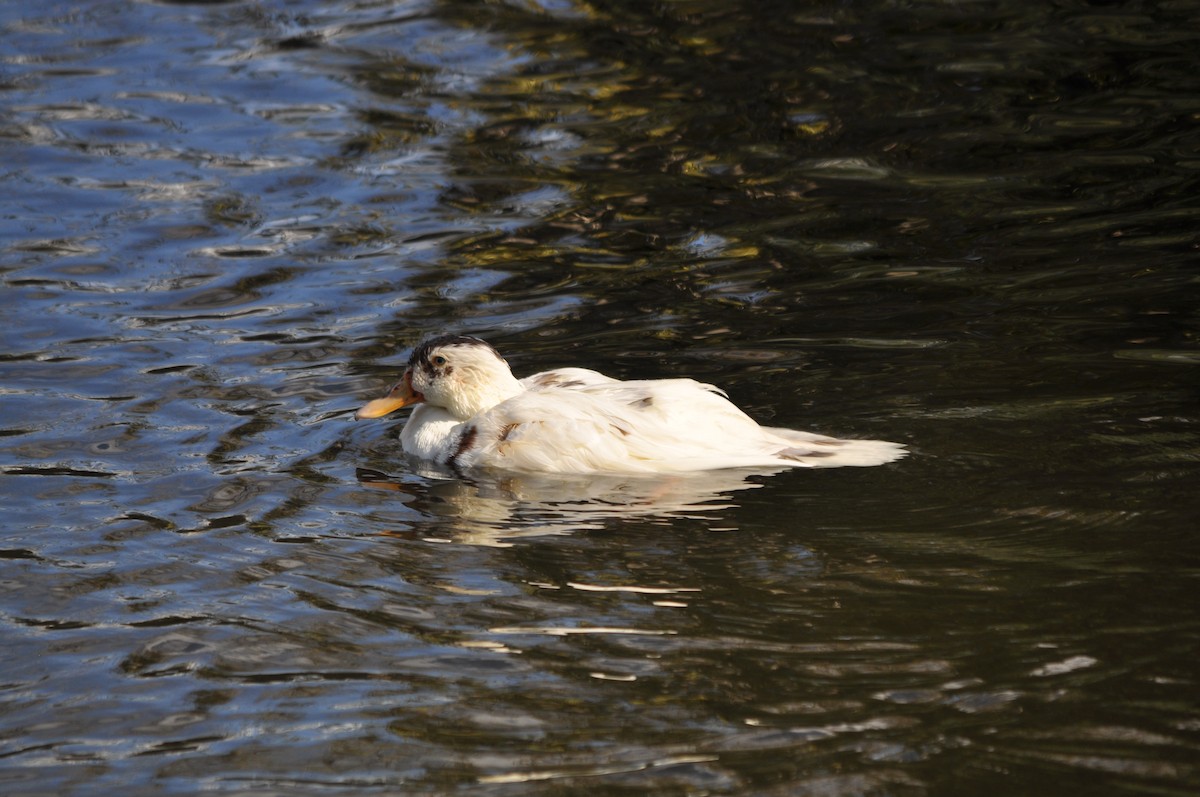 マガモ（アヒル、家畜） - ML647904719