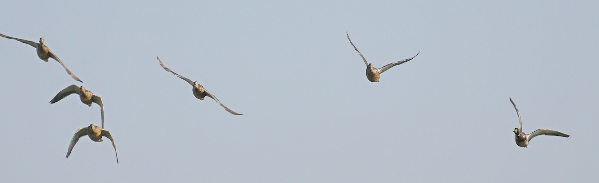 マガモ - ML647904721