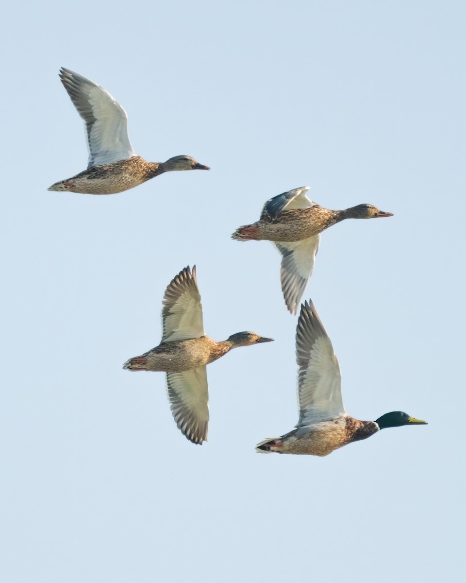 マガモ - ML647904722