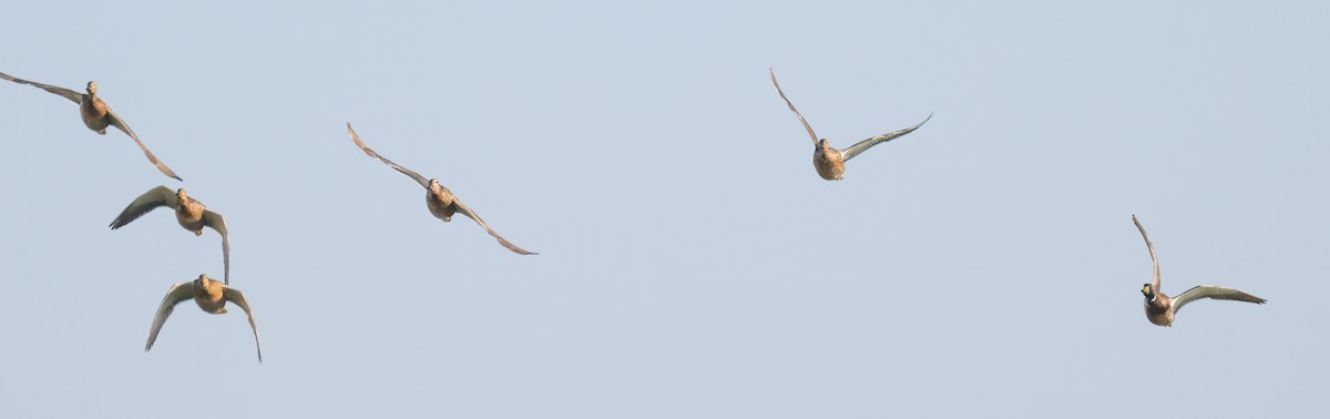 マガモ - ML647904723