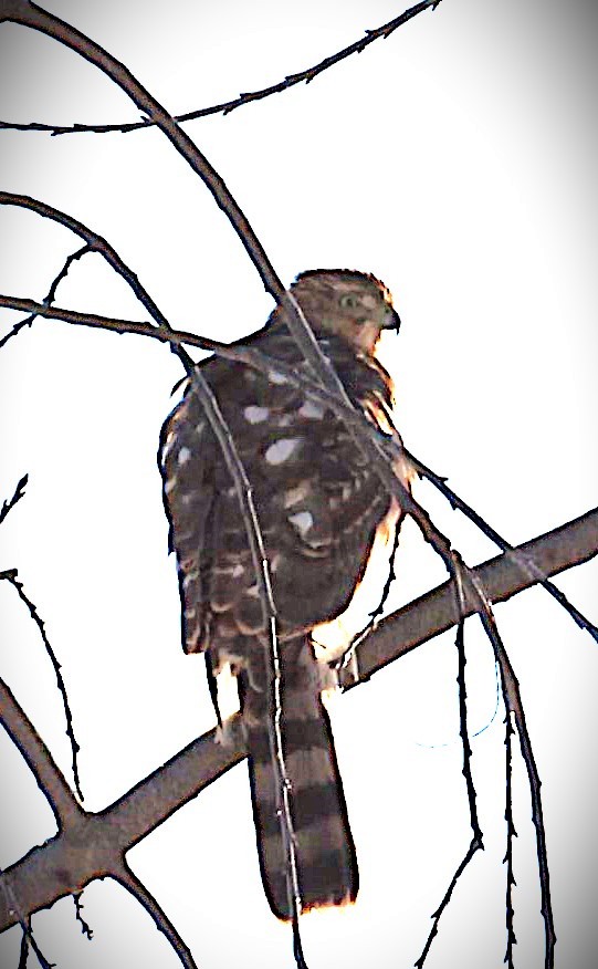 クーパーハイタカ - ML647904724