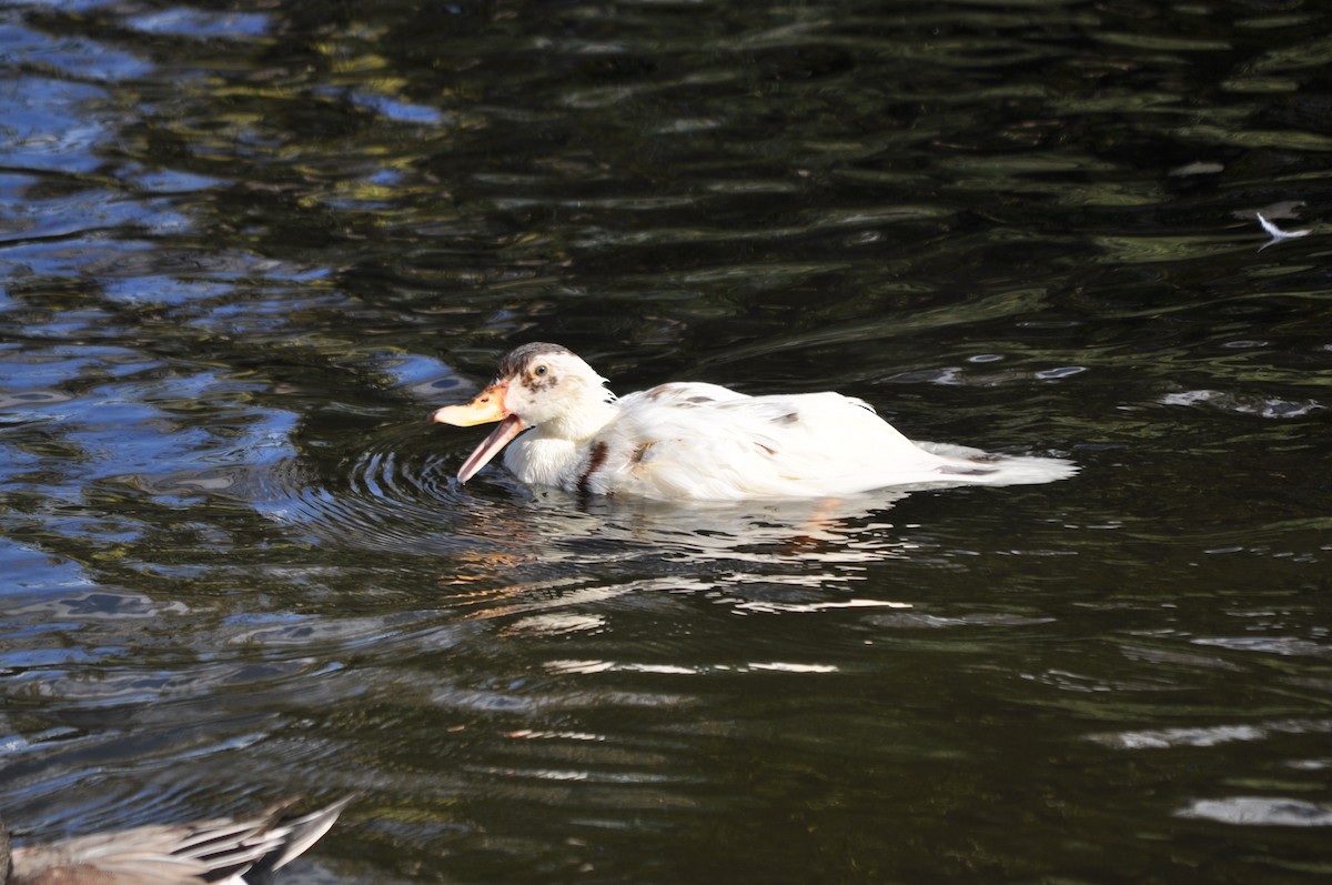 マガモ（アヒル、家畜） - ML647904725