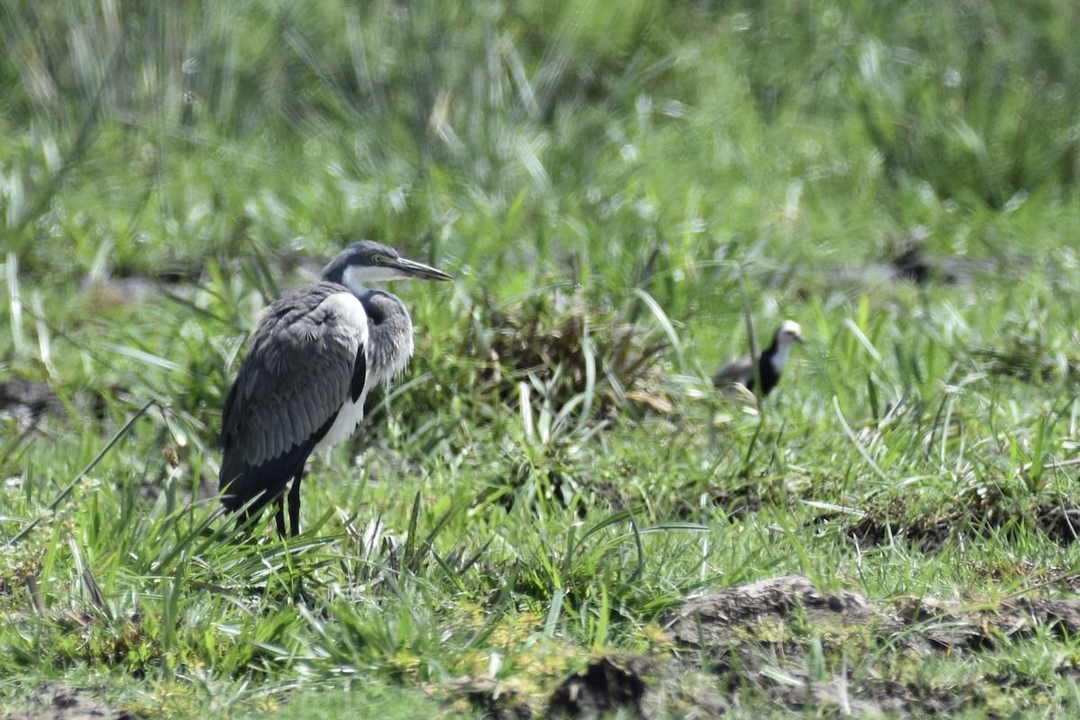 ズグロアオサギ - ML647904728