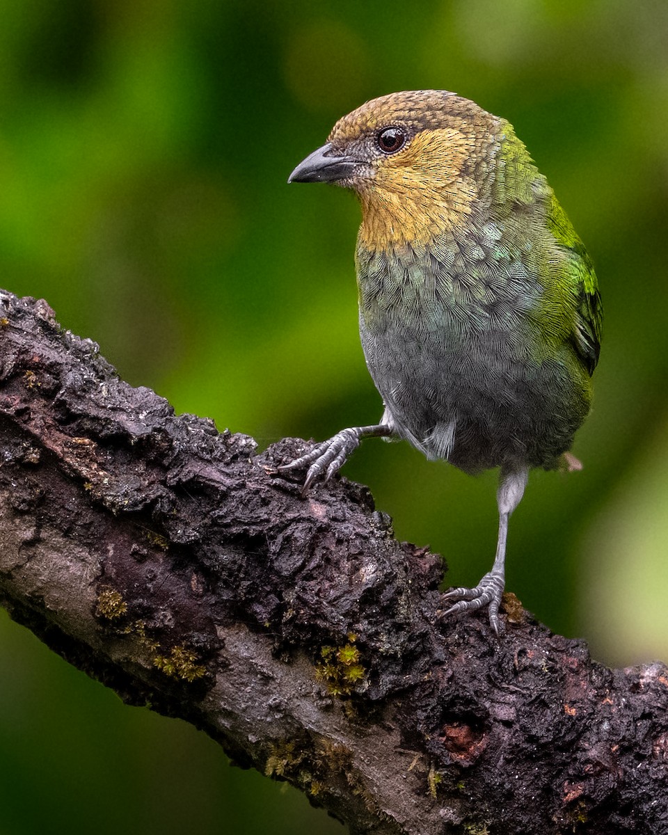 ギンイロフウキンチョウ - ML647904729