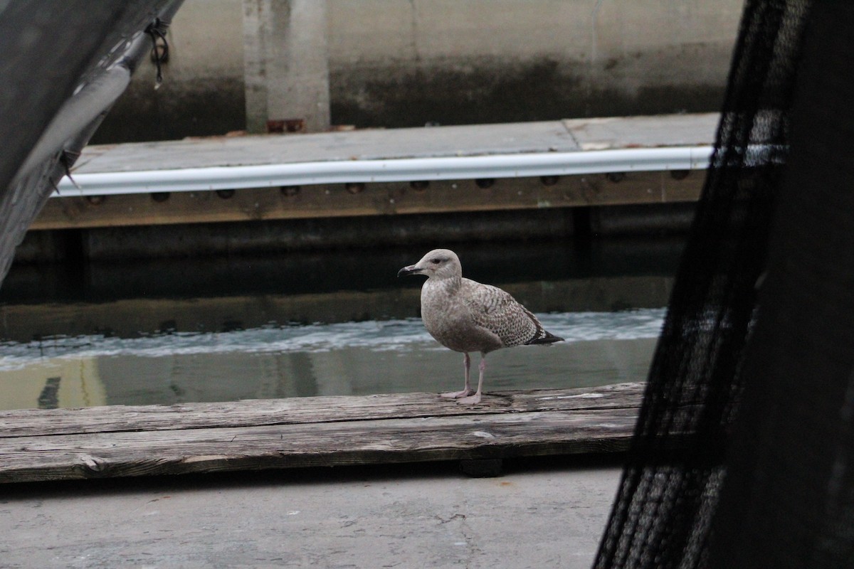 アメリカセグロカモメ - ML647904730