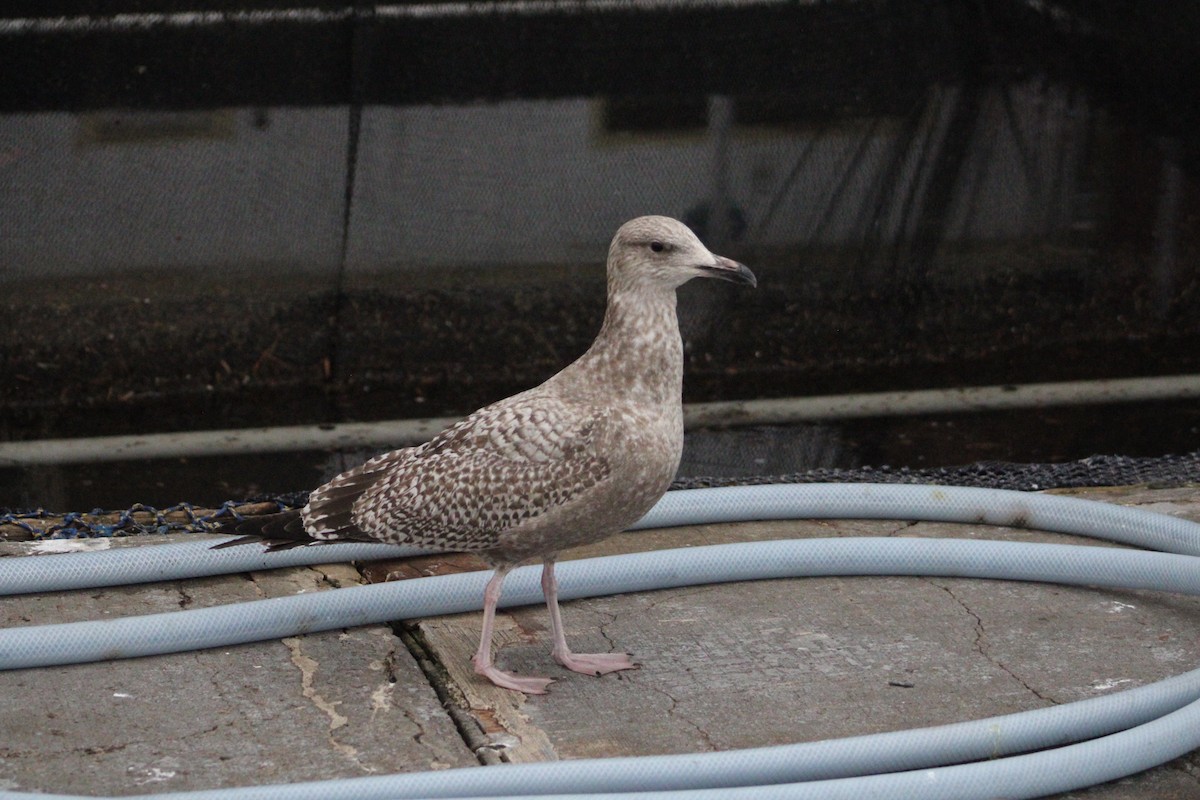 アメリカセグロカモメ - ML647904731