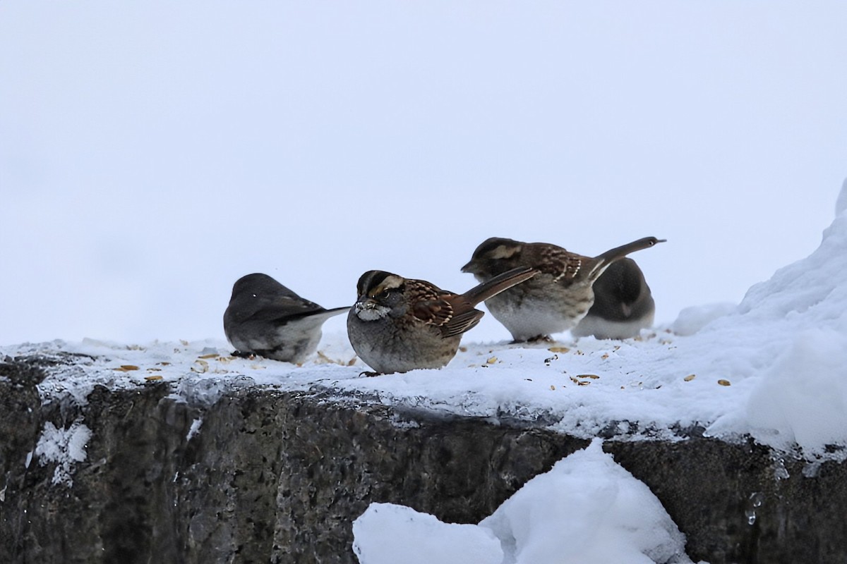 ノドジロシトド - ML647904732