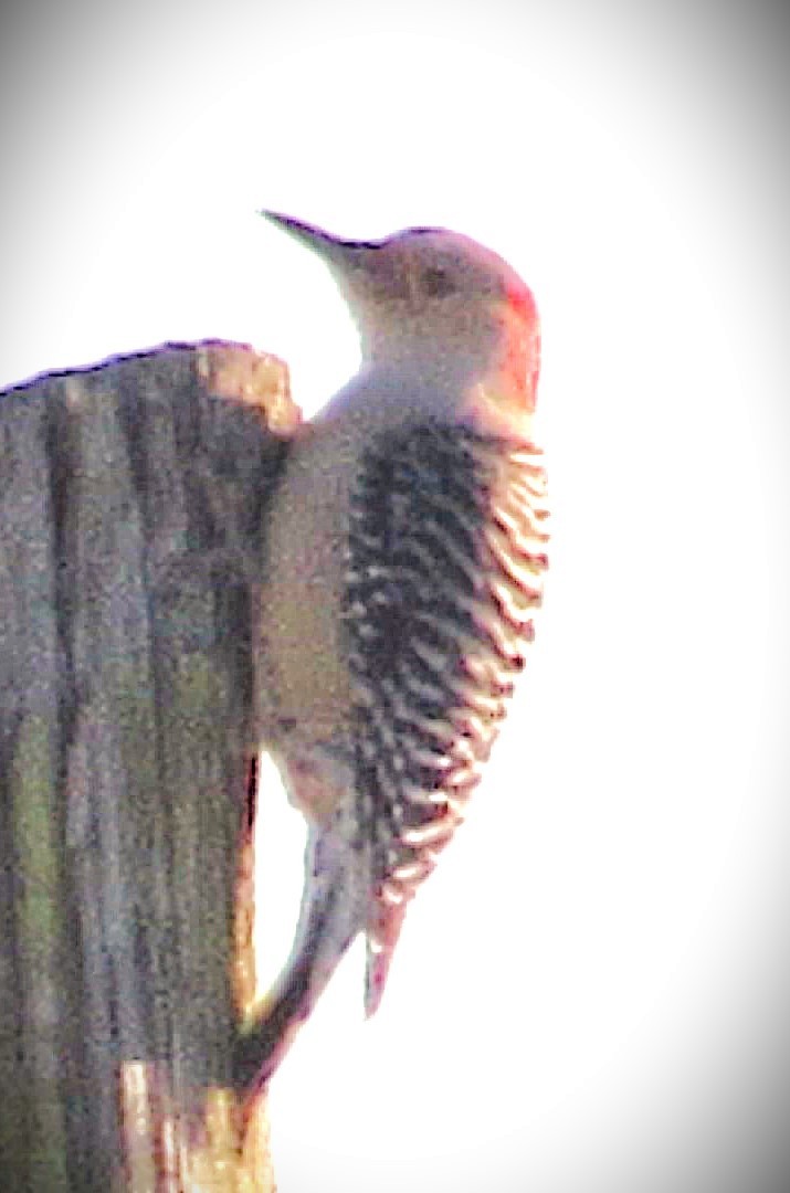 シマセゲラ - ML647904733