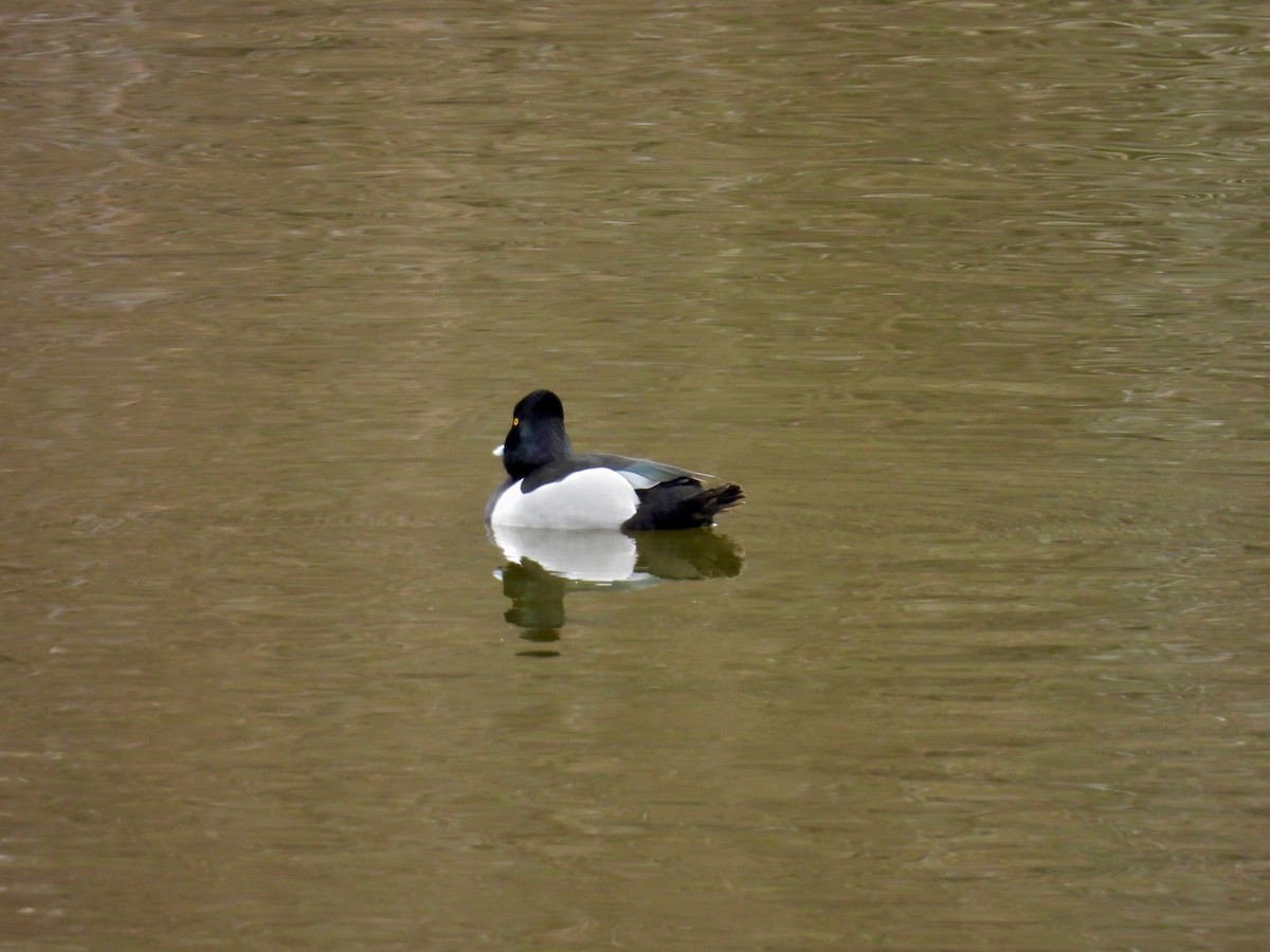 クビワキンクロ - ML647904734