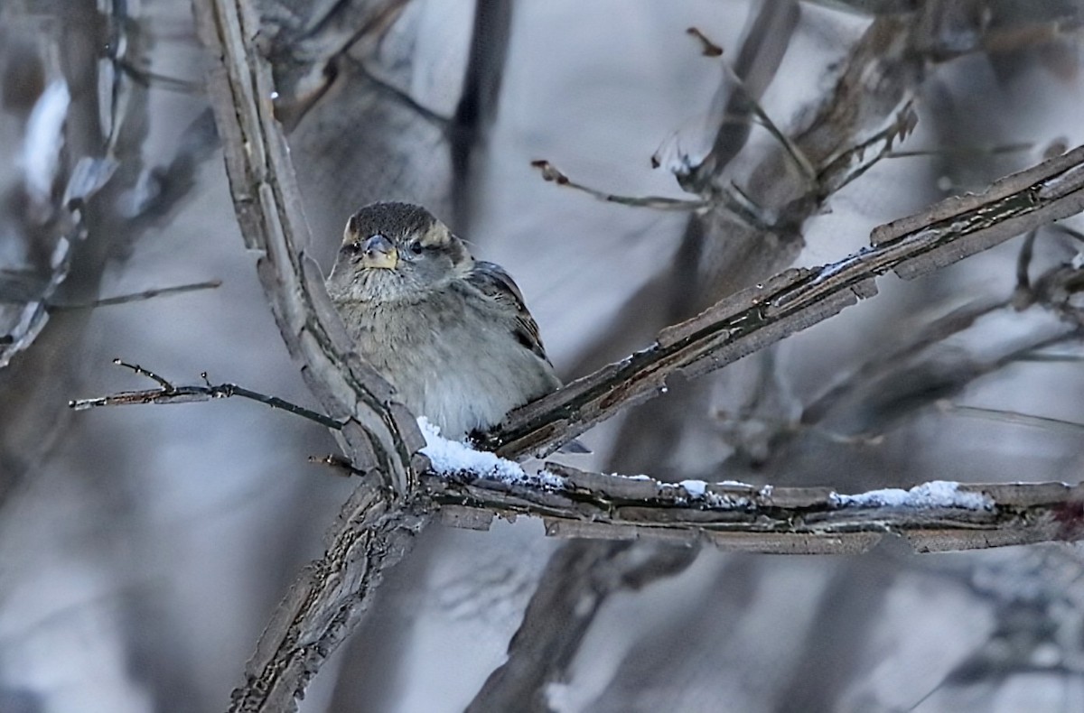 House Sparrow - ML647904740