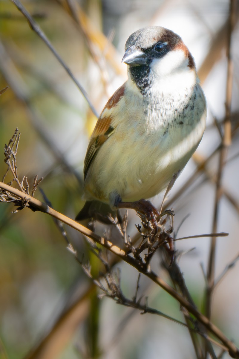 House Sparrow - ML647904749