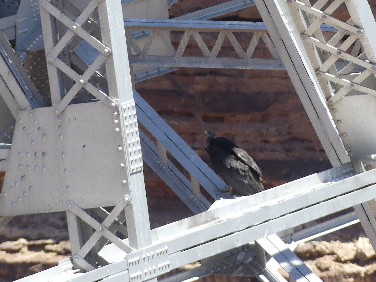 Kalifornienkondor - ML647904753