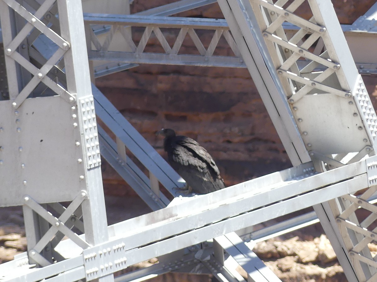 Kalifornienkondor - ML647904754