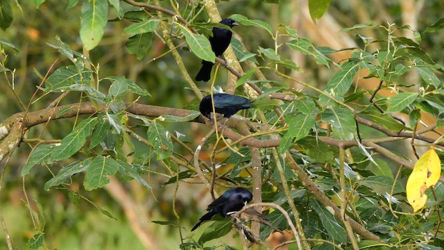 テリバネコウウチョウ - ML647904780