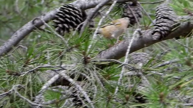 キクイタダキ - ML647904794