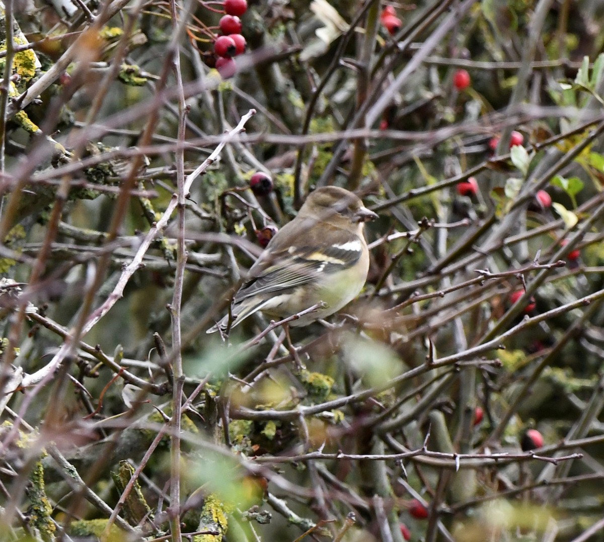 Pinson des arbres - ML647904889