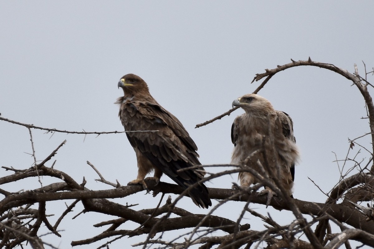 Tawny Eagle - ML647904937