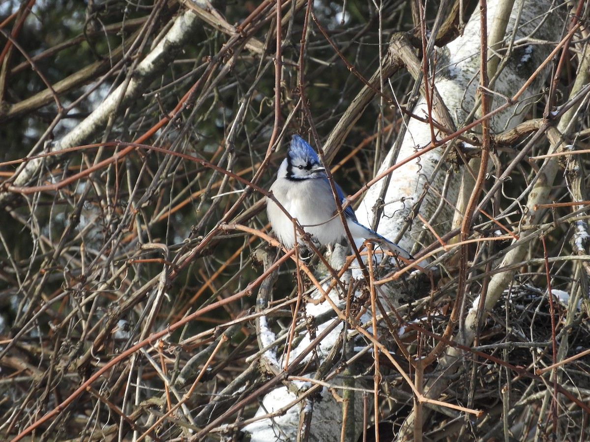 Blue Jay - ML647904997