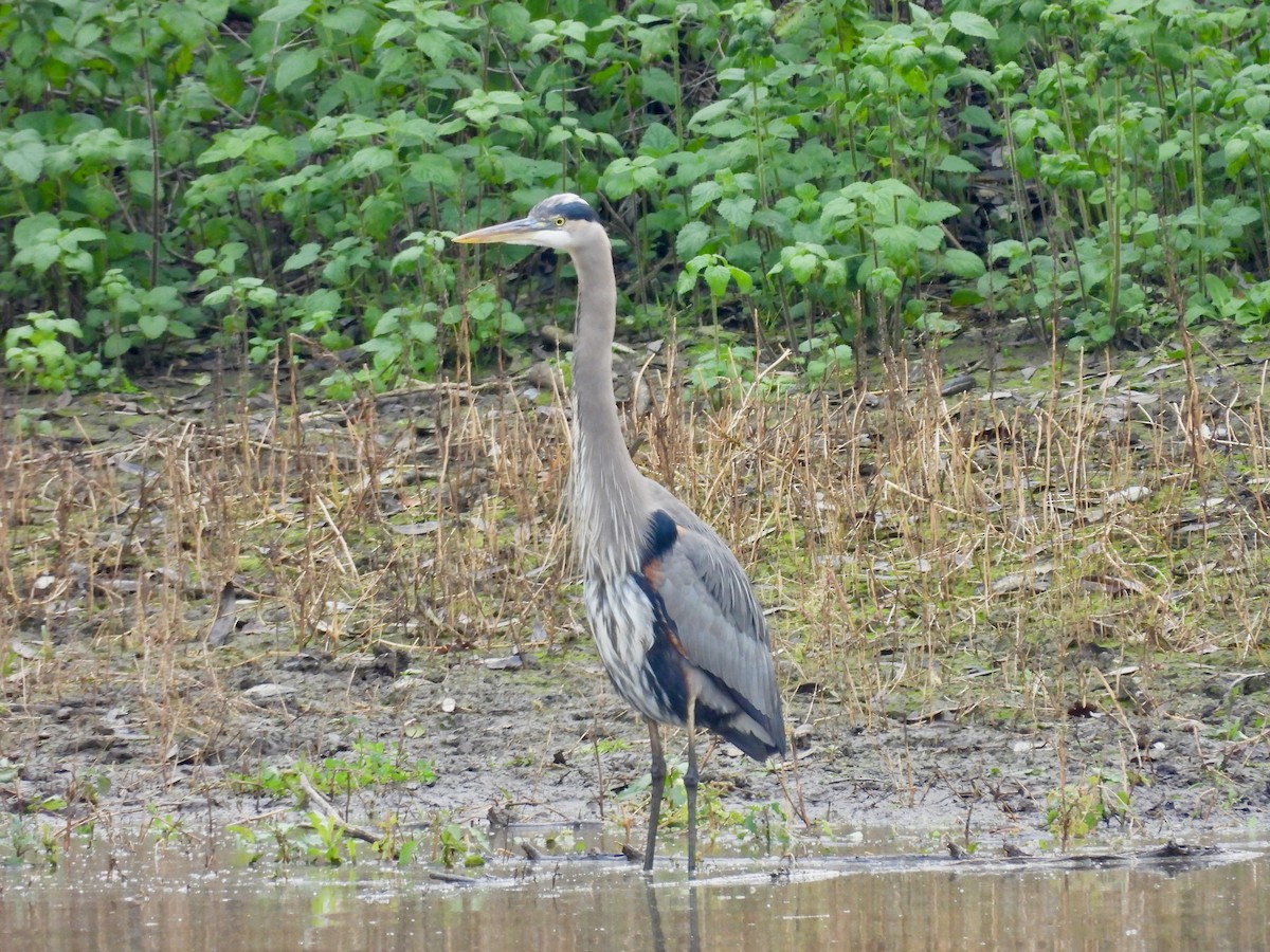 Great Blue Heron - ML647905000
