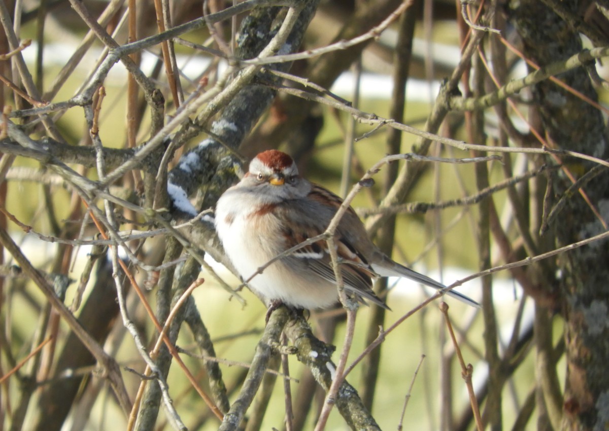 American Tree Sparrow - ML647905018