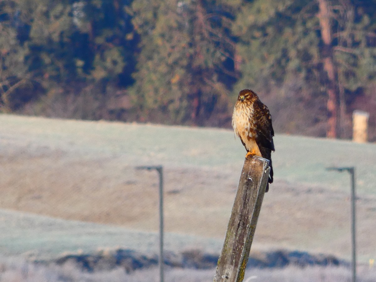 Northern Harrier - ML647905030