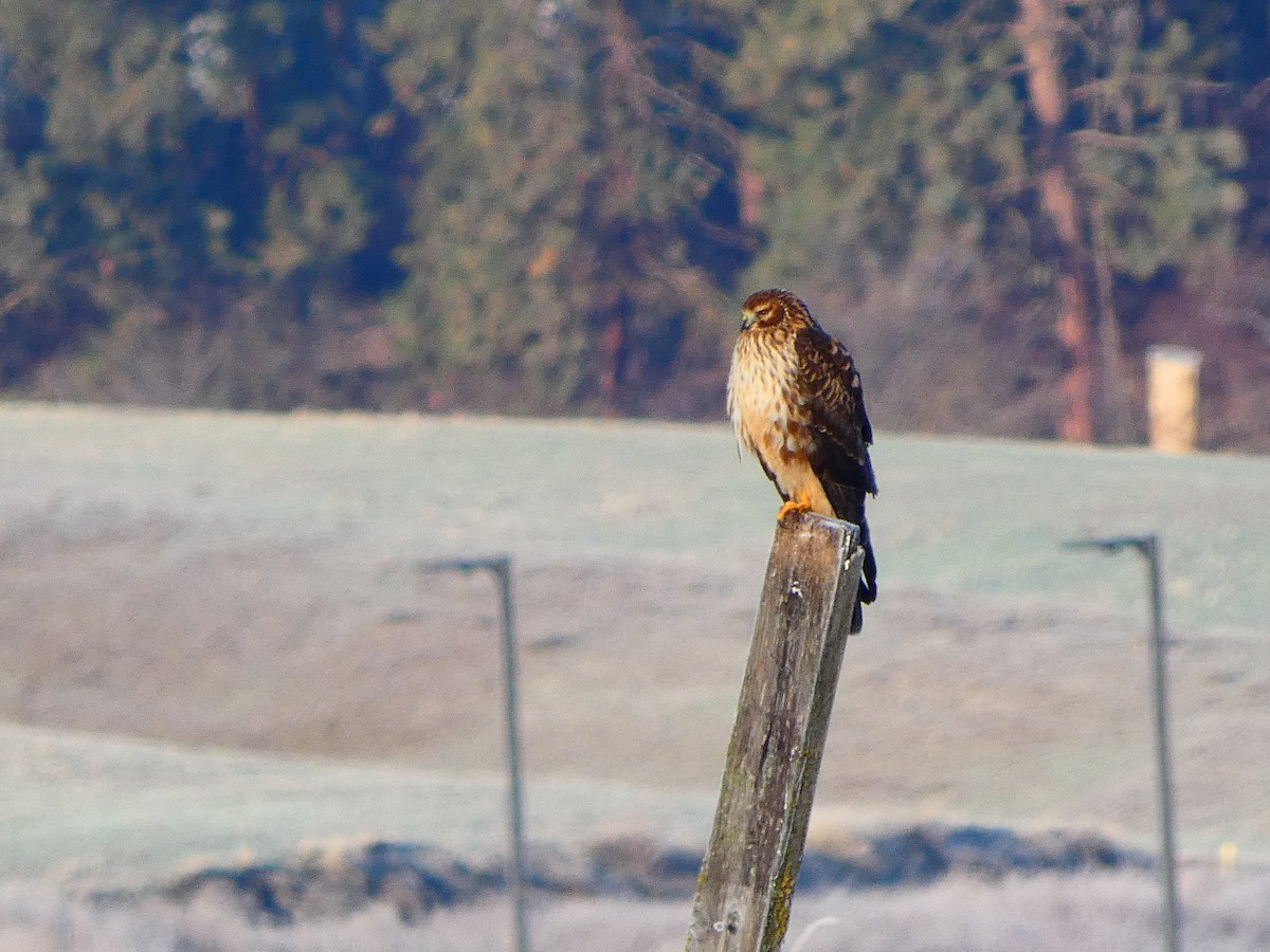 Northern Harrier - ML647905031
