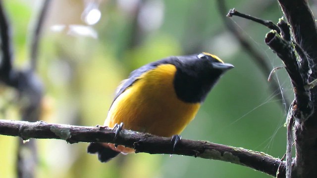 シリアカスミレフウキンチョウ - ML647905053