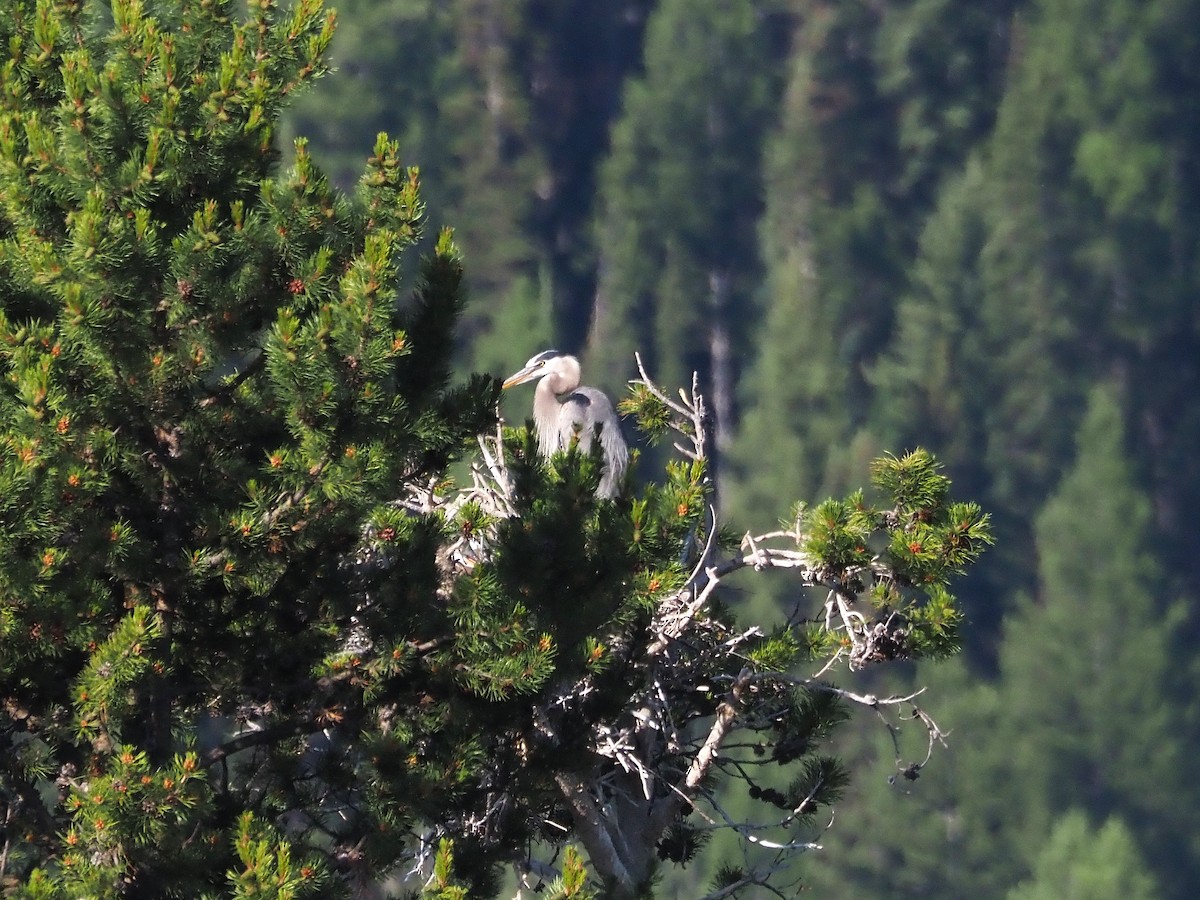 Great Blue Heron - ML647905063