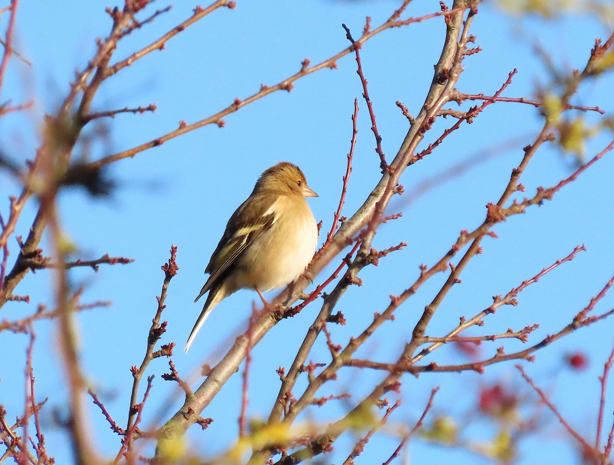 Pinson des arbres - ML647905070