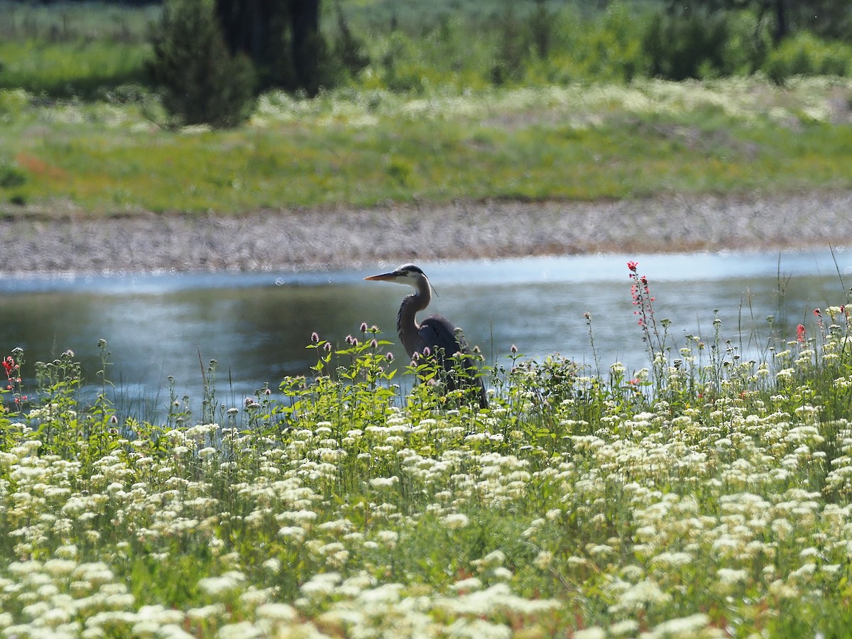 Great Blue Heron - ML647905090