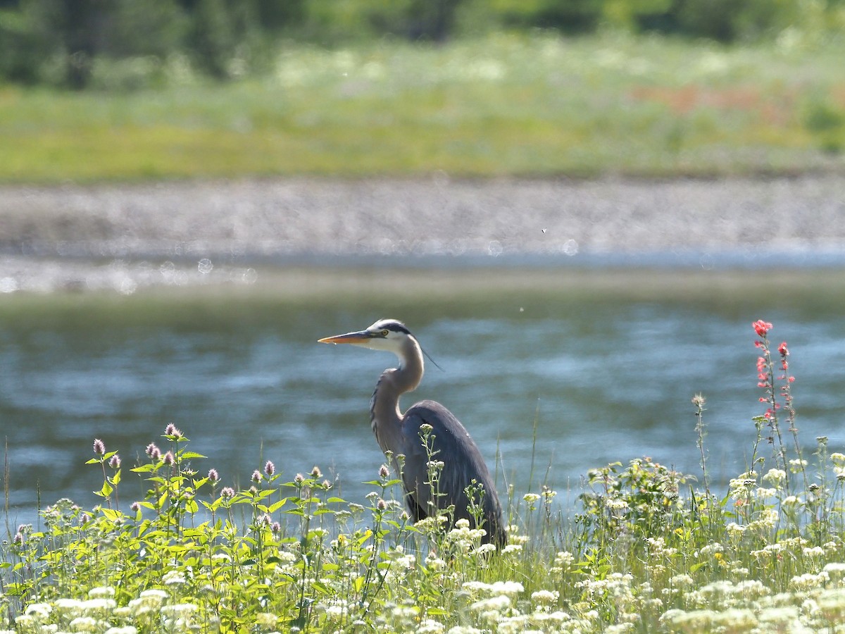 Great Blue Heron - ML647905102