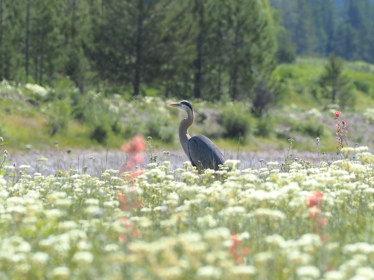 Great Blue Heron - ML647905107