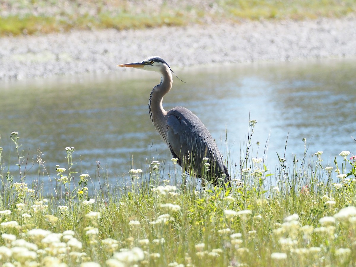 Great Blue Heron - ML647905115