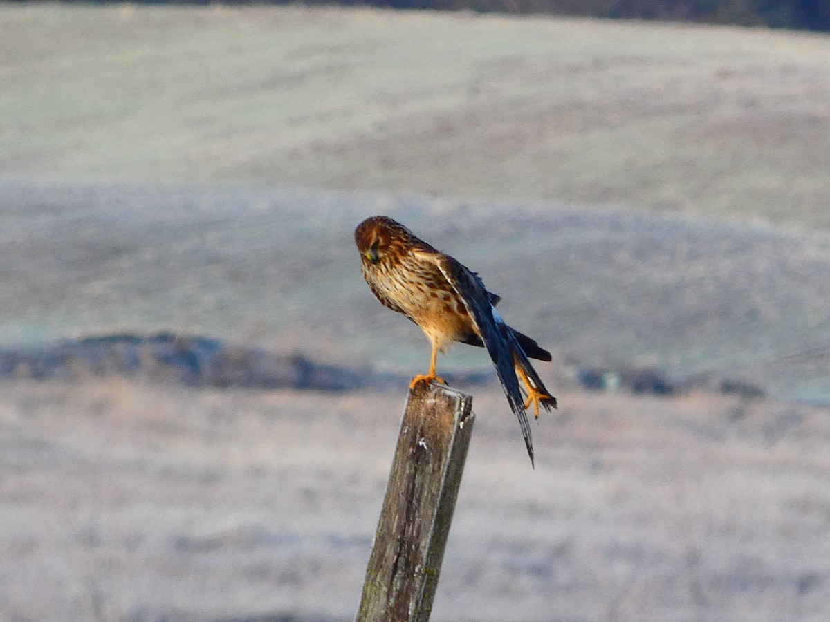 Northern Harrier - ML647905143