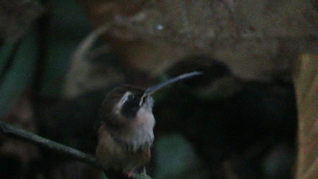 シマノドユミハチドリ - ML647905148