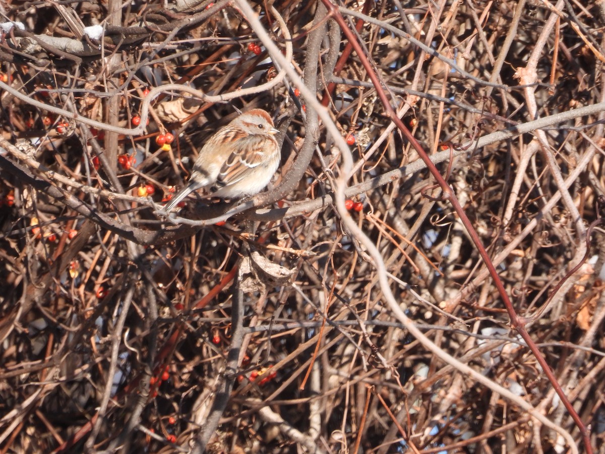 American Tree Sparrow - ML647905254