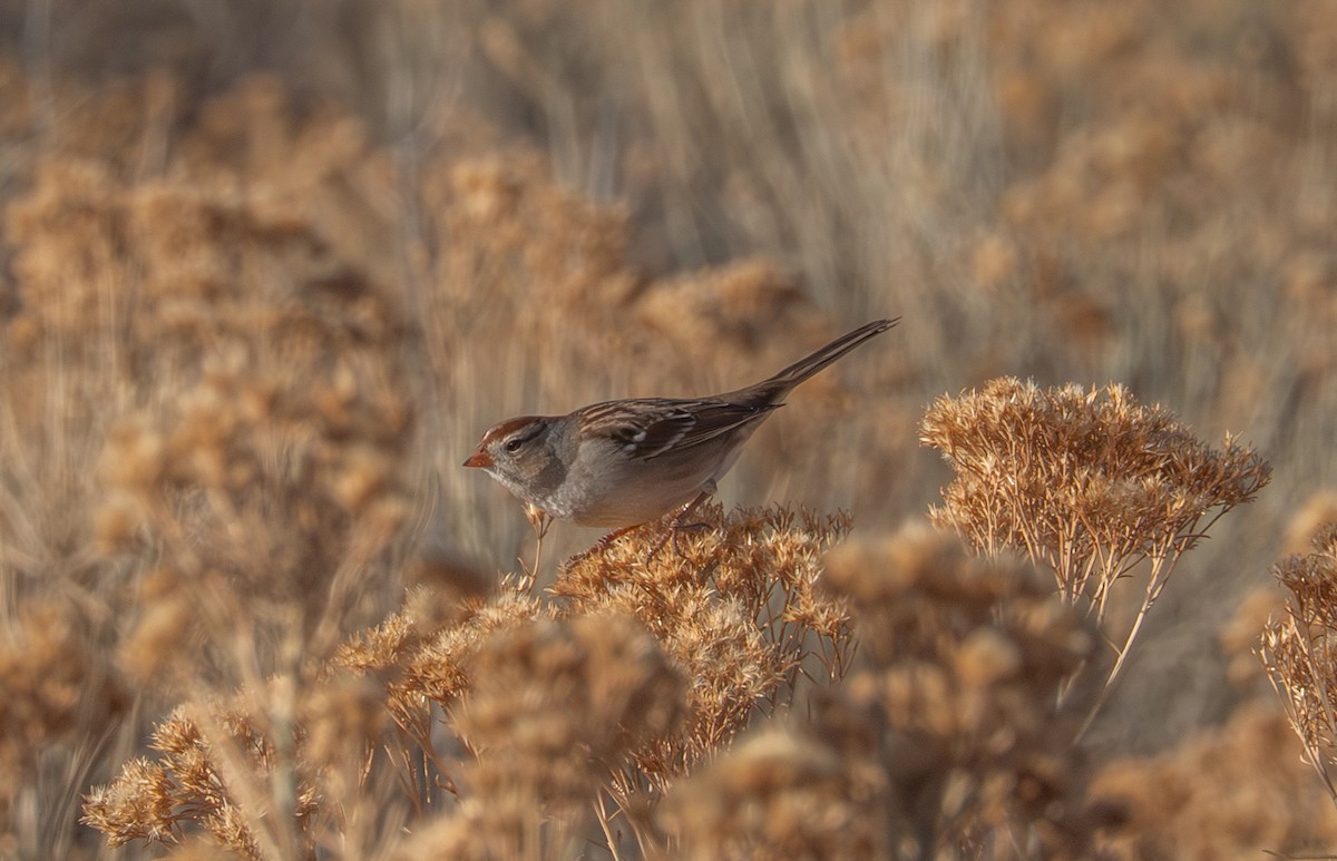 strnadec bělopásý - ML647905255