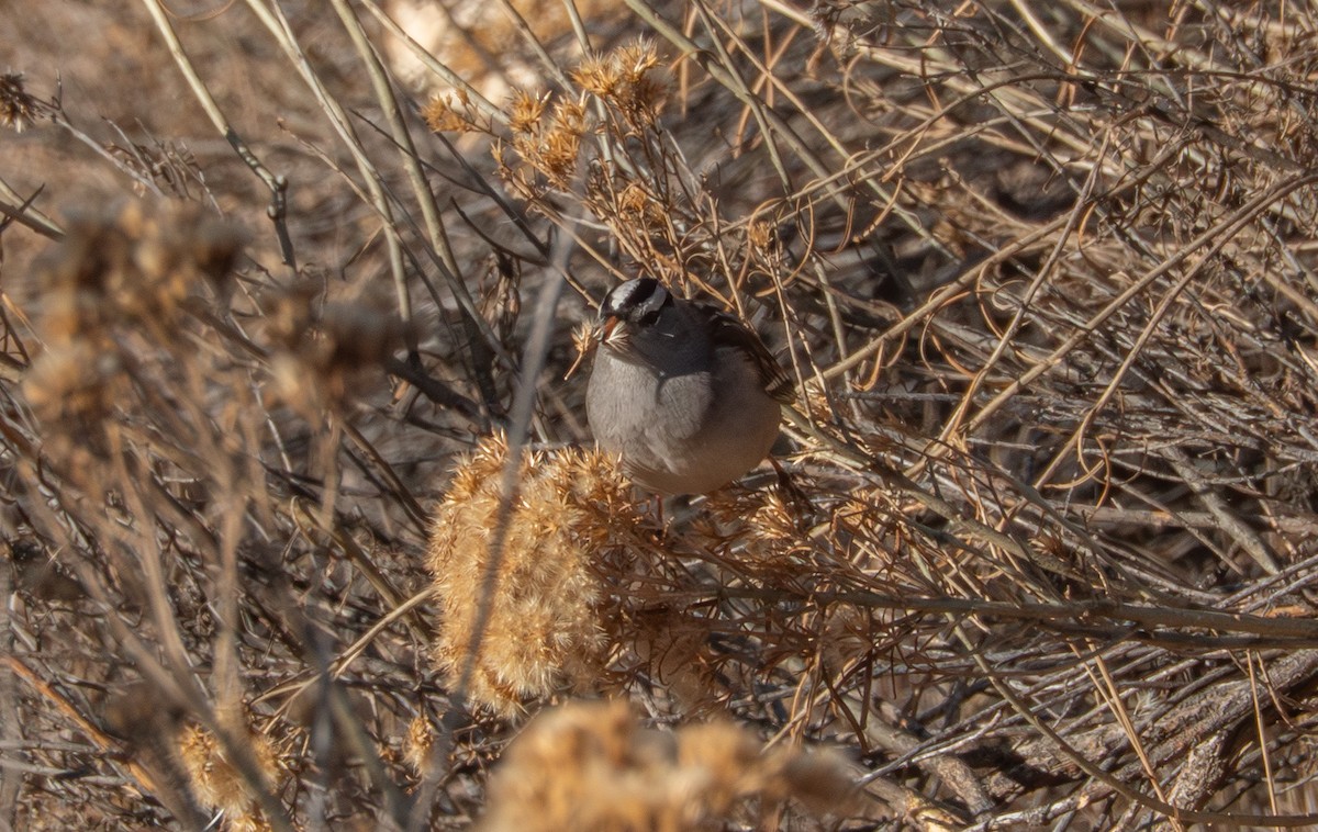 strnadec bělopásý - ML647905258