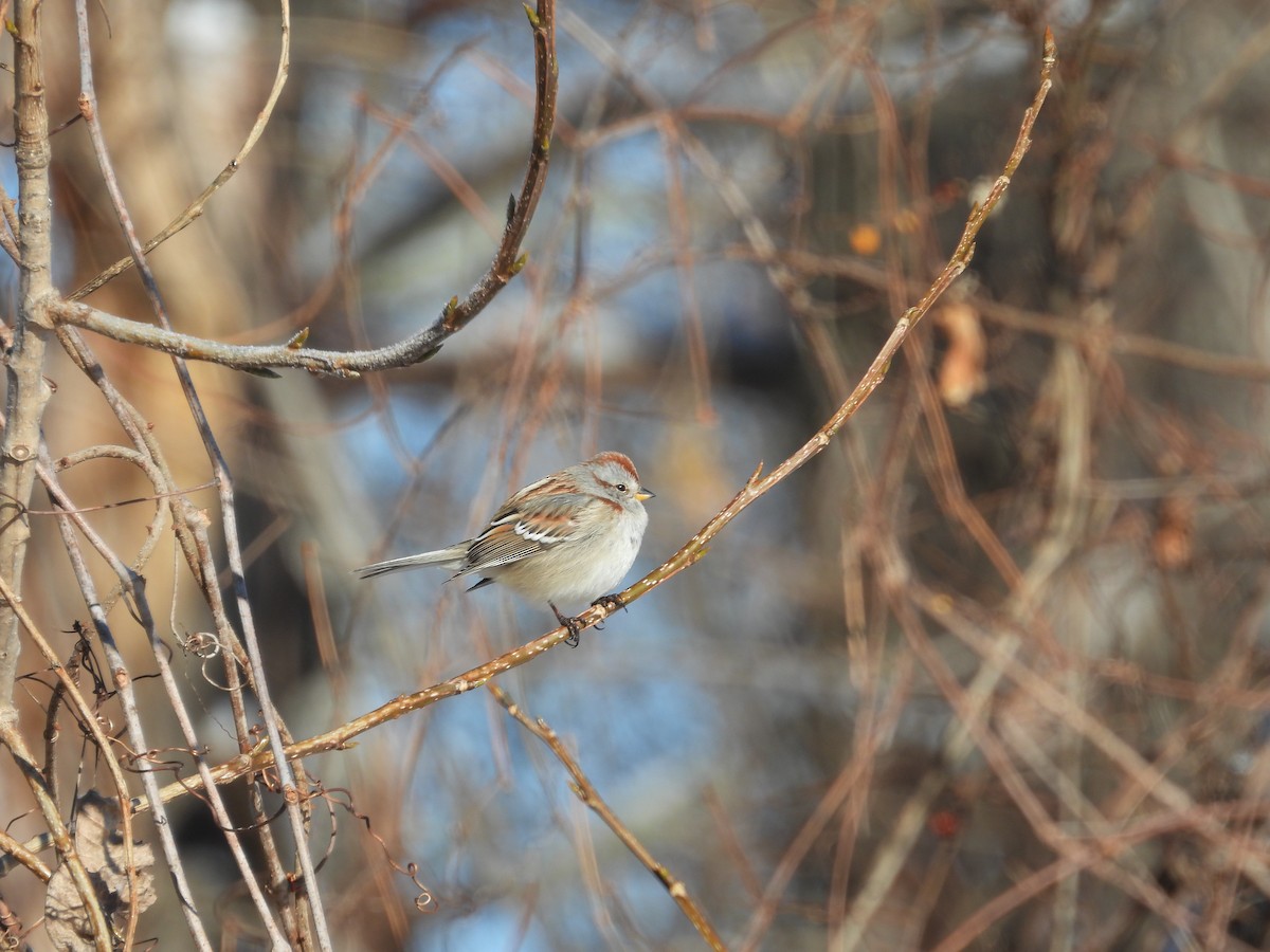American Tree Sparrow - ML647905262