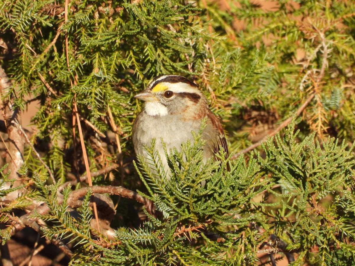 Ak Boğazlı Serçe - ML647905277