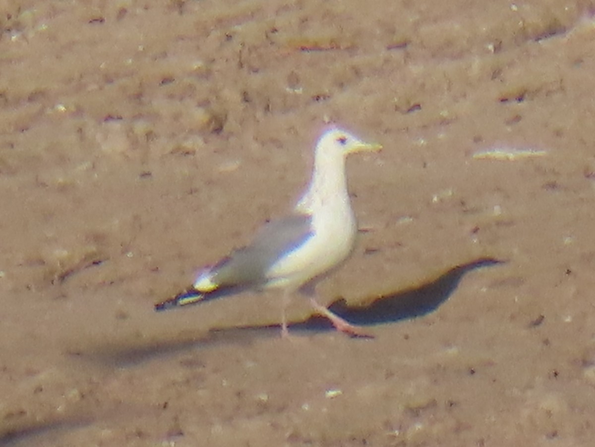 Gaviota del Vega - ML647905279