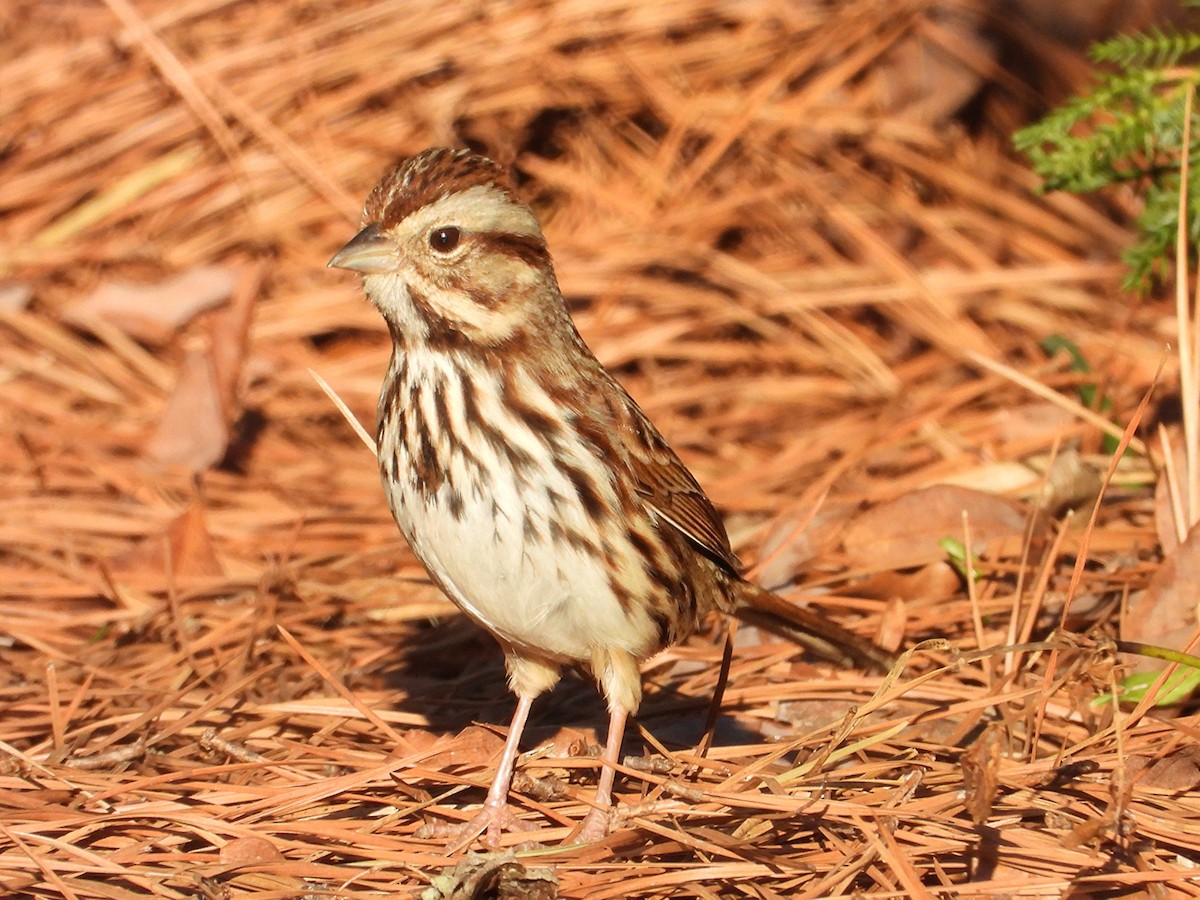 Ötücü Serçe - ML647905287