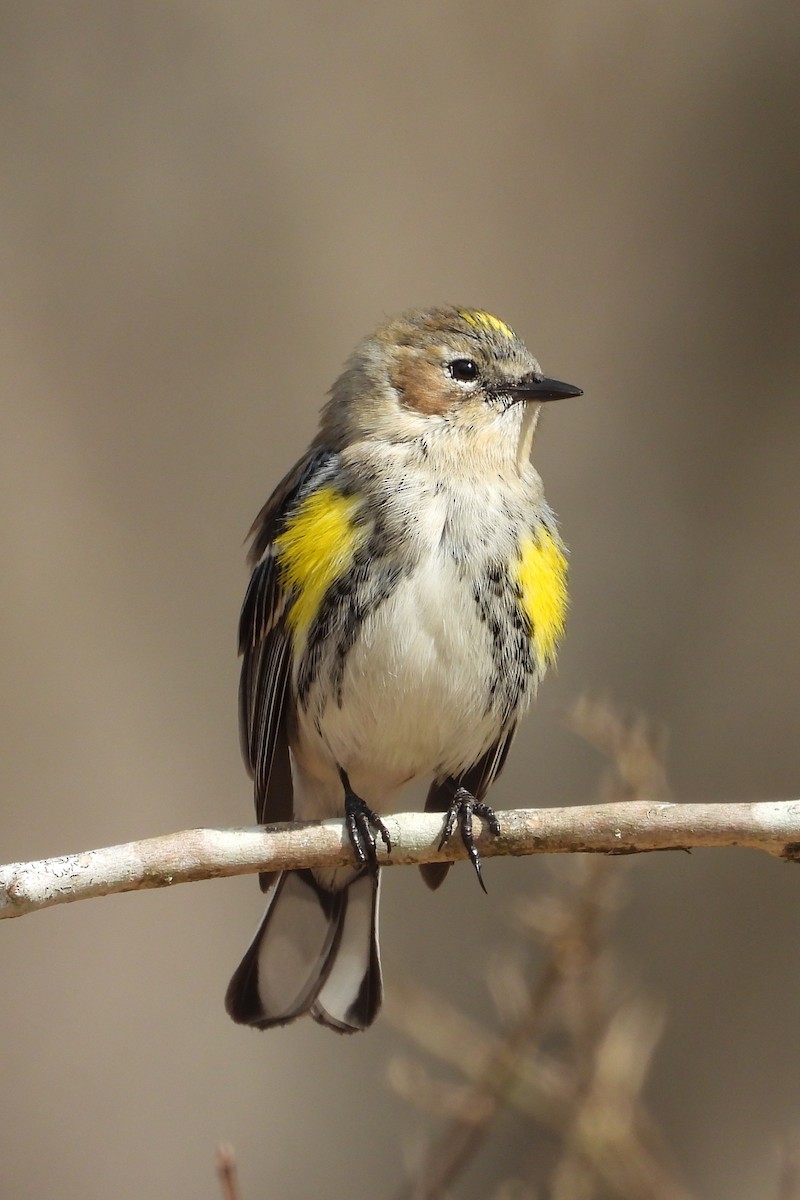 Taçlı Ötleğen - ML647905307