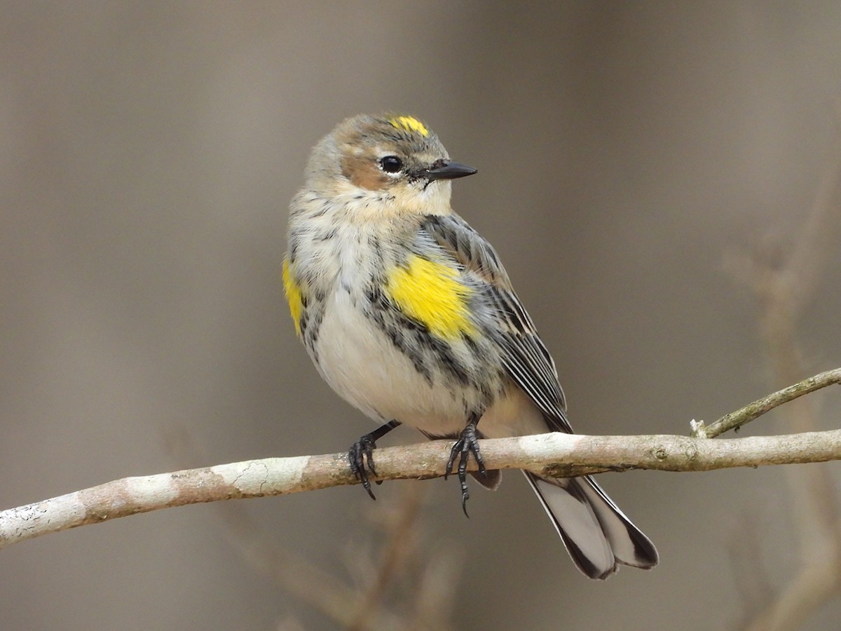 Taçlı Ötleğen - ML647905308