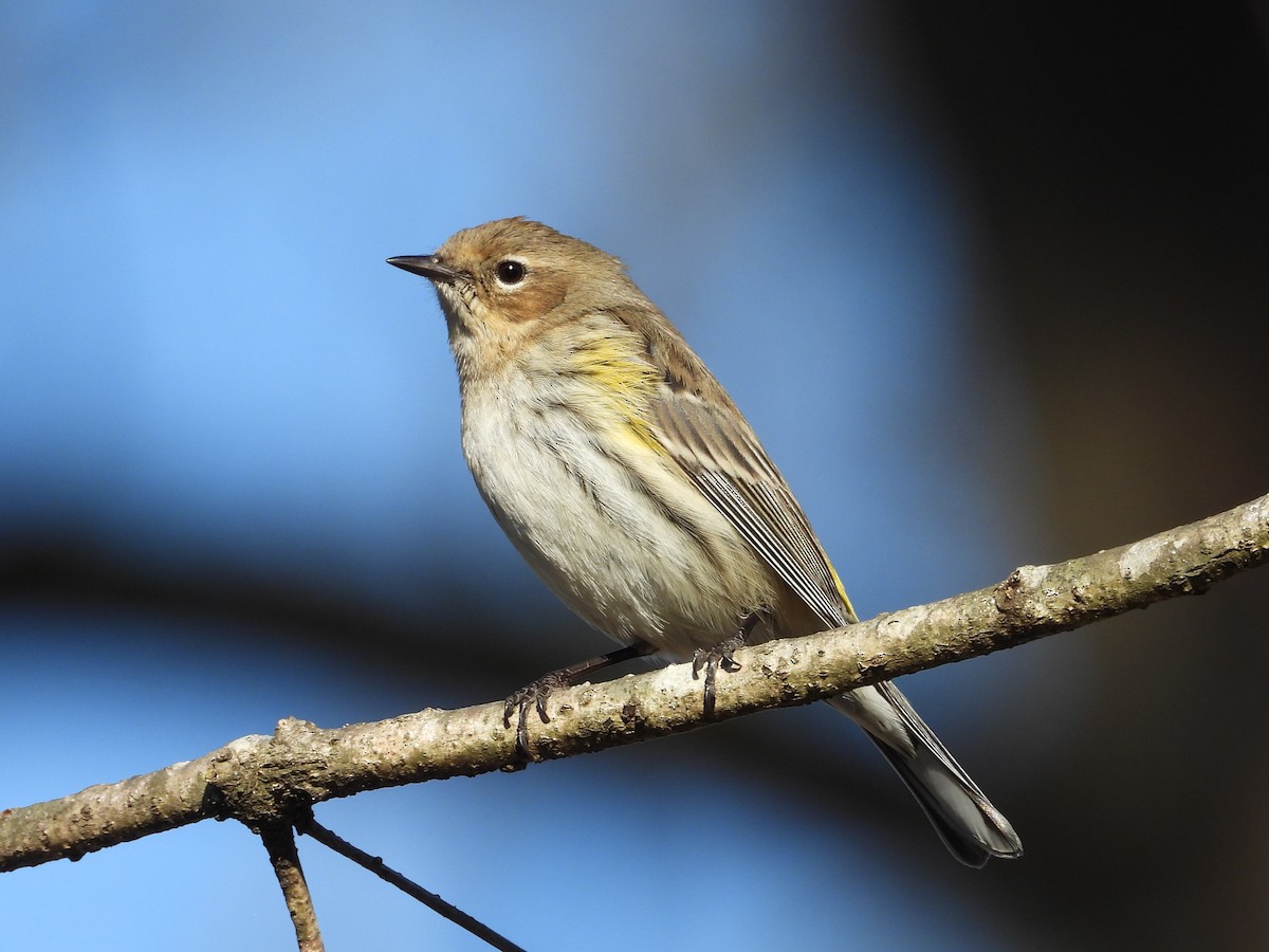 Taçlı Ötleğen - ML647905310